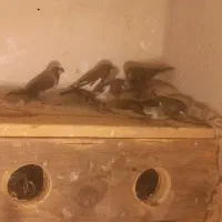 مرغ عشق