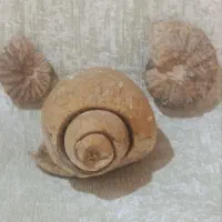 فسیل چند میلیون ساله