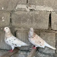 کبوتر پرشی