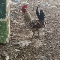 دو عدد خروس لری