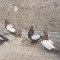 سینه ای|پرنده|لنجان, |دیوار