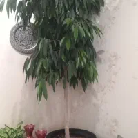 گل تزیینی آمستر کینگ