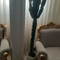 کاکتوس بسیار زیبا