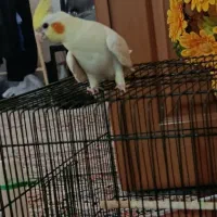 عروس هلندی گمشده
