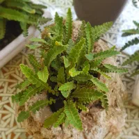 سرخس Rusty back|گل و گیاه طبیعی|نور, |دیوار