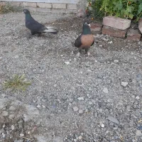 کبوترترکیه