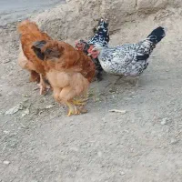 مرغ و خروس گلین و برهما
