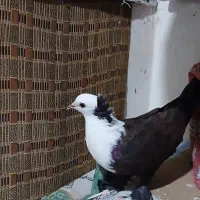 ک بوتر ، کف تر کلاغ کربلایی مخملی