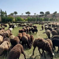 شریک کاری در دامداری