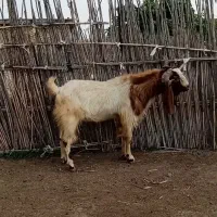 تکه هیکل بزرگ نر بز پاکستانی سالم و سرحال