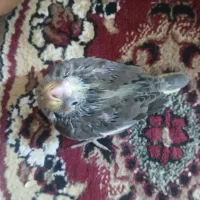 دو عدد عروس پاریس نر و ماده