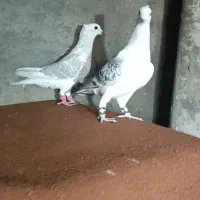 جفت شامی کرمونی خیلی درشت کاکل میخ