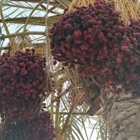 خرما و ضایعات خرما