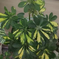 گل های آپارتمانی