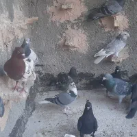 کفتر صید