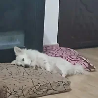 فروش ۴تفرش وغالیچه