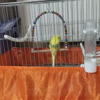 مرغ عشق به همراه قفس و لانه