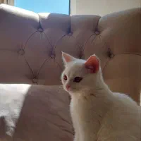 گربه اسکاتیش استریت سفید