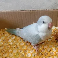 جوجه راهب بلو آیس چشم فالو سرلاکی دستی