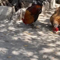 فروش یا معاوضه خروس