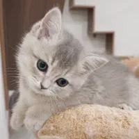 بچه گربه های بریتیش ملوس