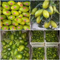 لیمو ترش تازه و ابدار