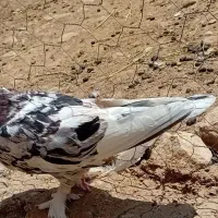 کبوتر|پرنده|شاهین دژ, |دیوار