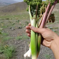 ریواس