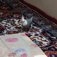 عروس هلندی فول اهلی کلام دار