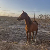 فروش کره اسب مادیان اینده دار