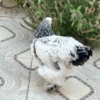 مرغ برهما کاملا اصل