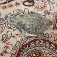 جوجه عروس سرلاکی