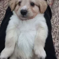 واگذاری
