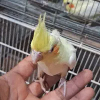 جوجه عروس هلندی