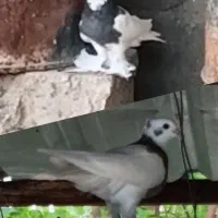 یک جفت طوقی نر و ماده پاپر ماده بالش مشکل دارد