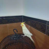 عروس هلندی