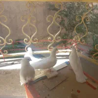 فروش کبوترای سالم