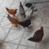 جوجه|حیوانات مزرعه|تویسرکان, |دیوار