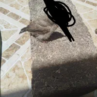 قناری دستی