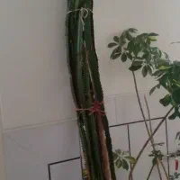 فروش گل