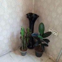 تعدادی گل وگلدان