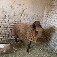 بره نر همو