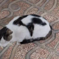 گربه گمشده