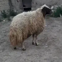 قوچ سنجابی