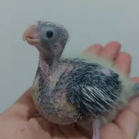 جوجه عروس هلندی سالم سرلاکی