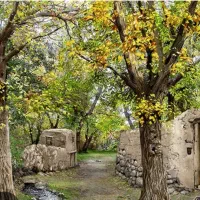 دار قالی|تابلو فرش|رباطکریم, رباطکریم|دیوار