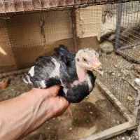 فروش جوجه لاری اصیل
