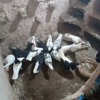 27عددکفتر رنگی آلمانی
