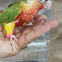 طوطی گرینچیک