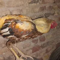 مرغ .خروس .جوجه